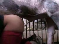 Slut enjoying pig dick in her pussy in pig porn